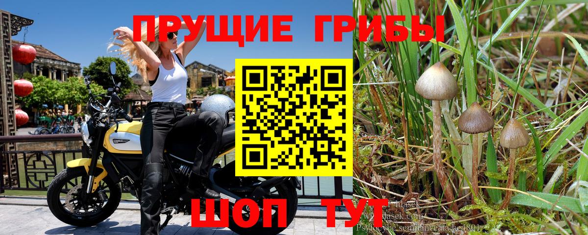 Псилоцибиновые грибы GOLDEN TEACHER Мытищи